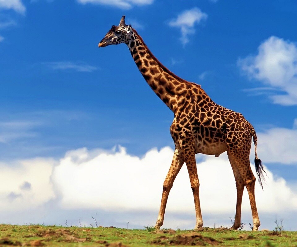 Жираф на прогулке обои
