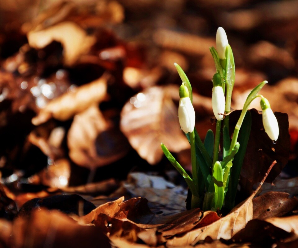 Первые весенние цветы обои