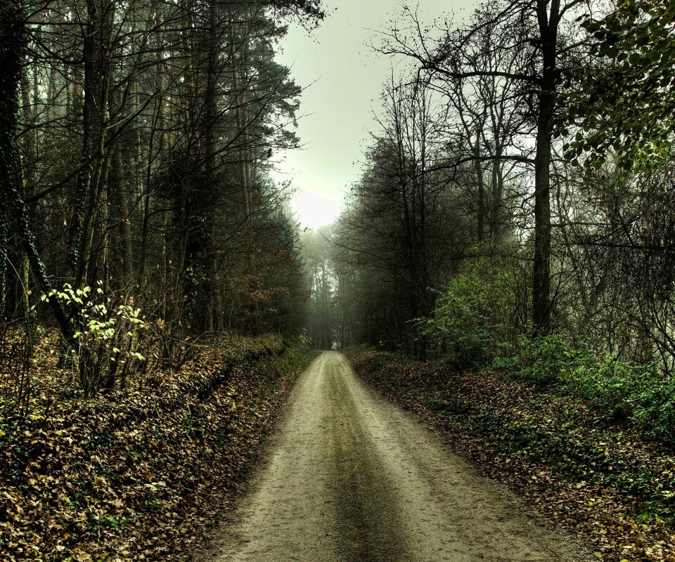 Дорога через лес обои