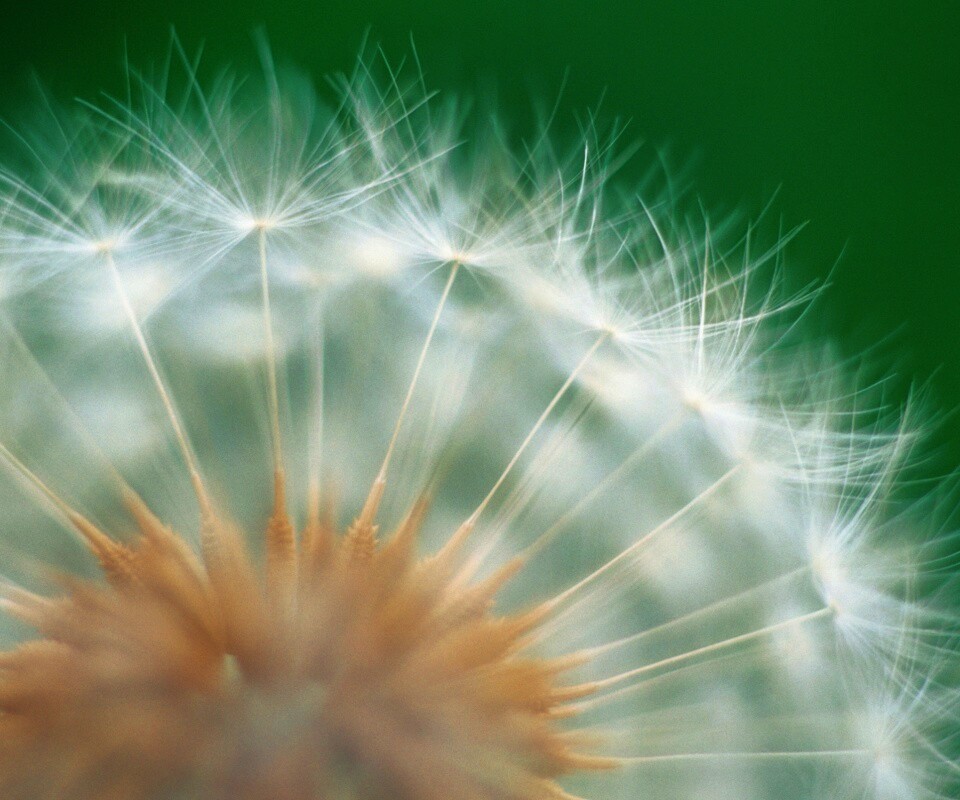 Макро фото одуванчика обои