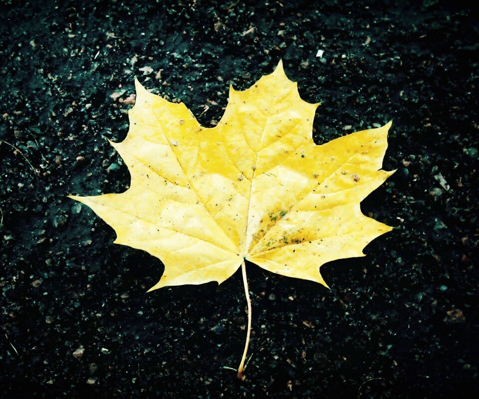 Желтый лист обои