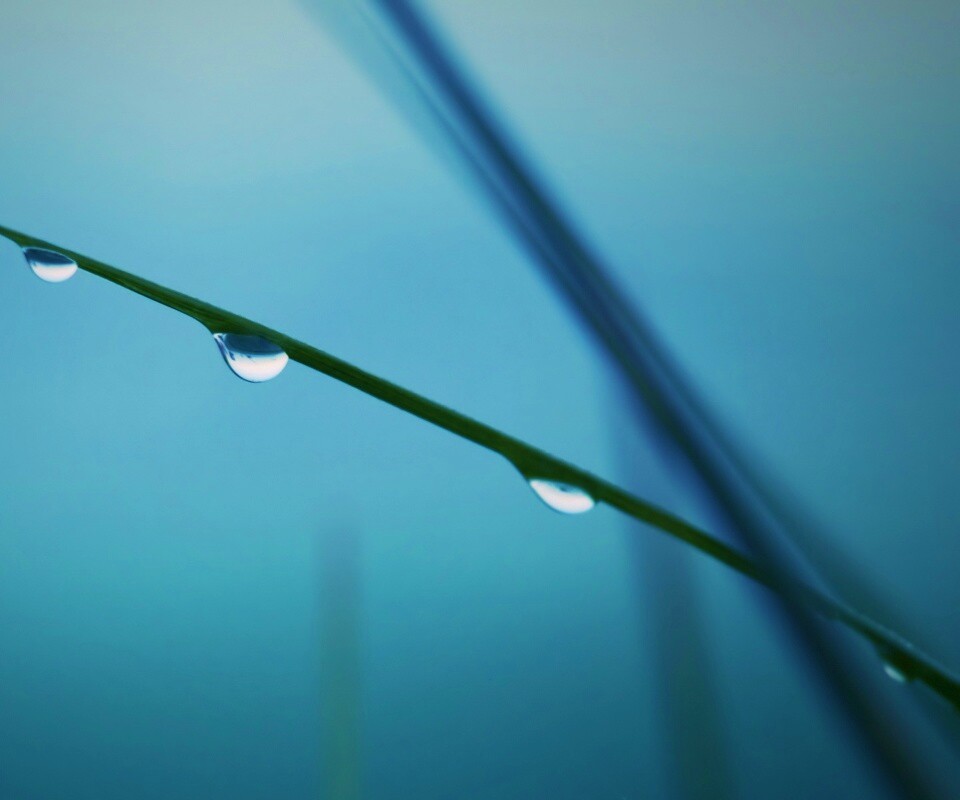 Трава после дождя обои