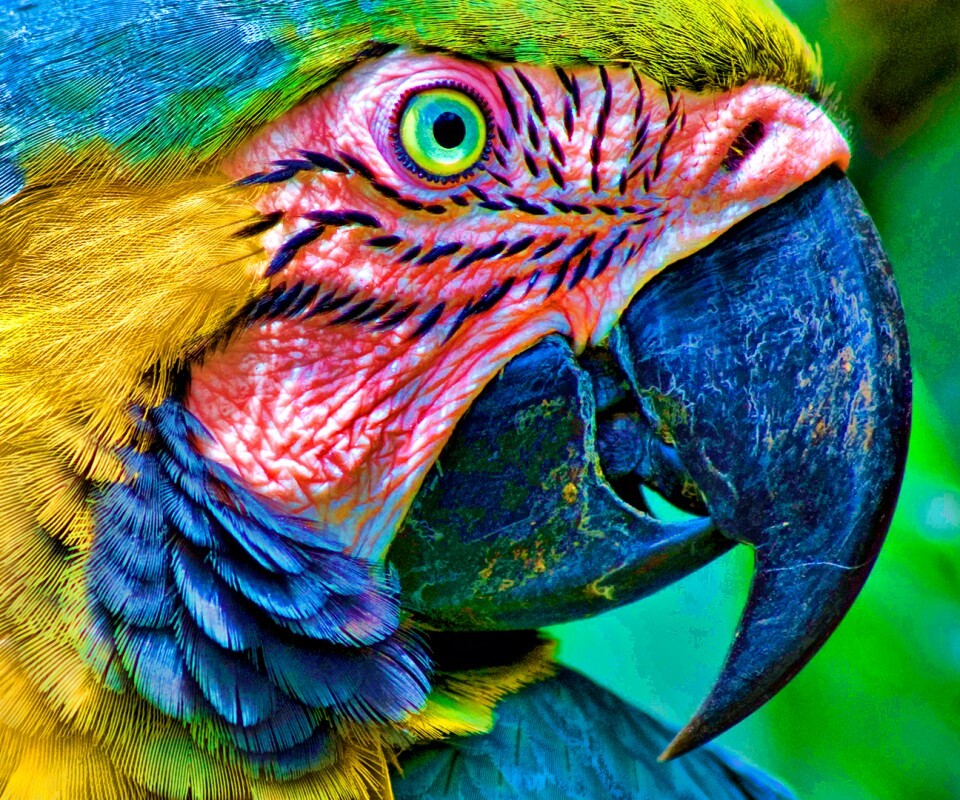 Попугай обои