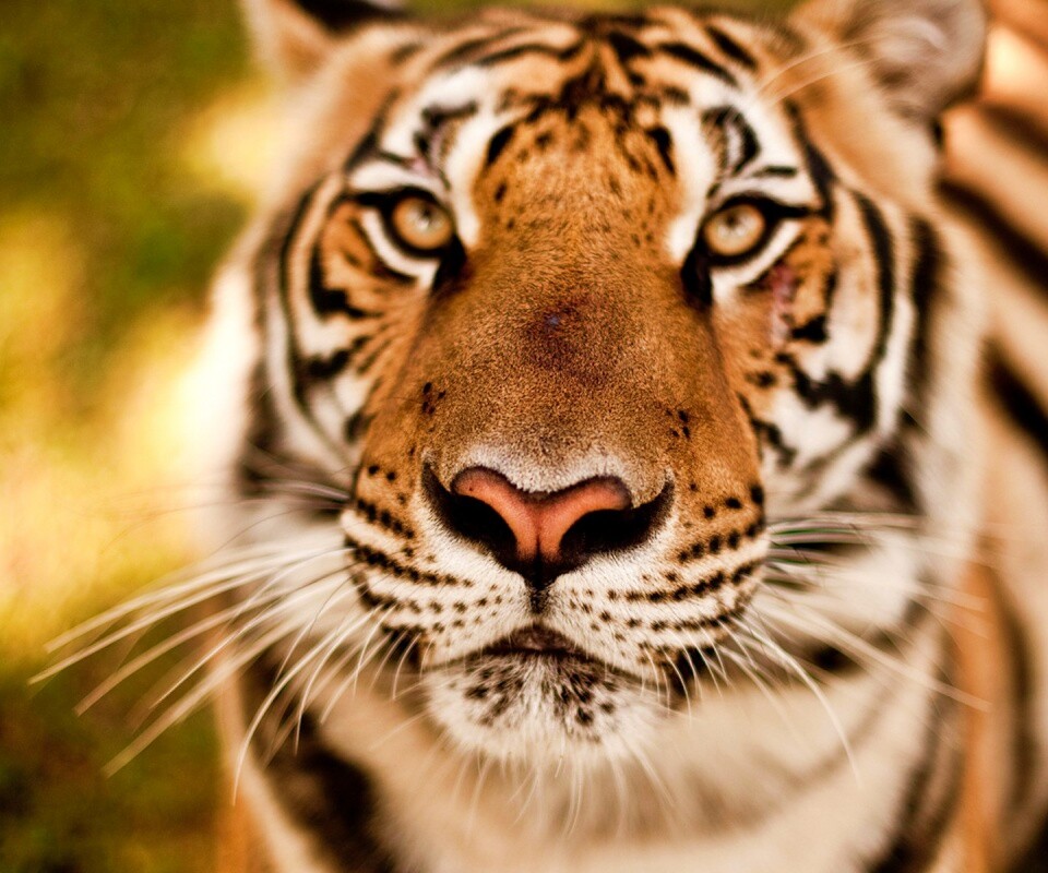 Красавец тигр обои