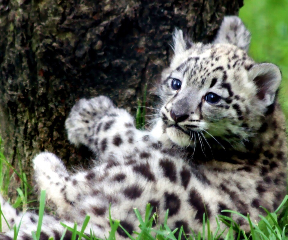 Котенок большой дикой кошки обои