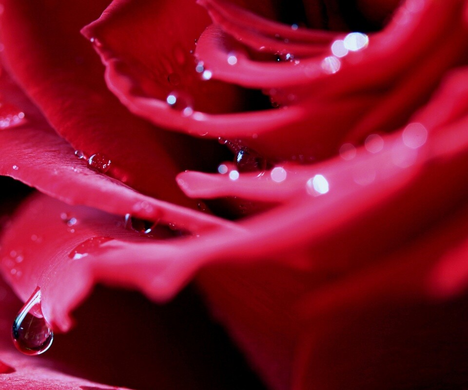 Капли на лепестках розы обои