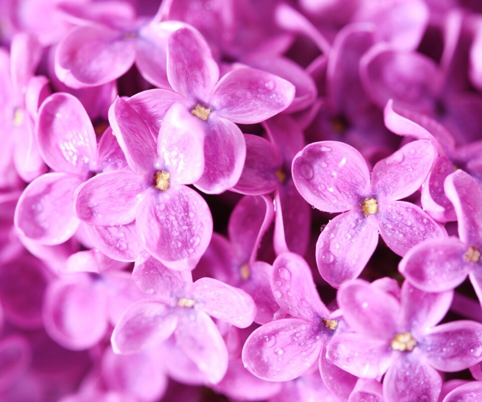 Цветы сирени обои