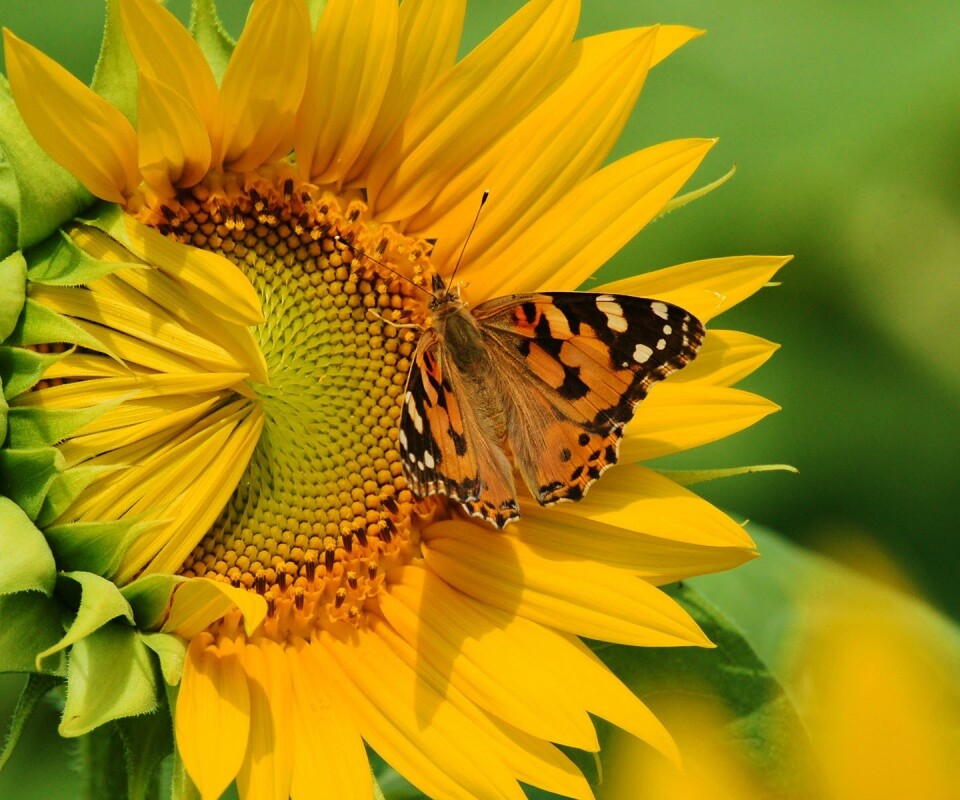 Бабочка на подсолнухе обои