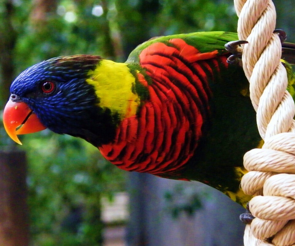 Попугай на канате обои