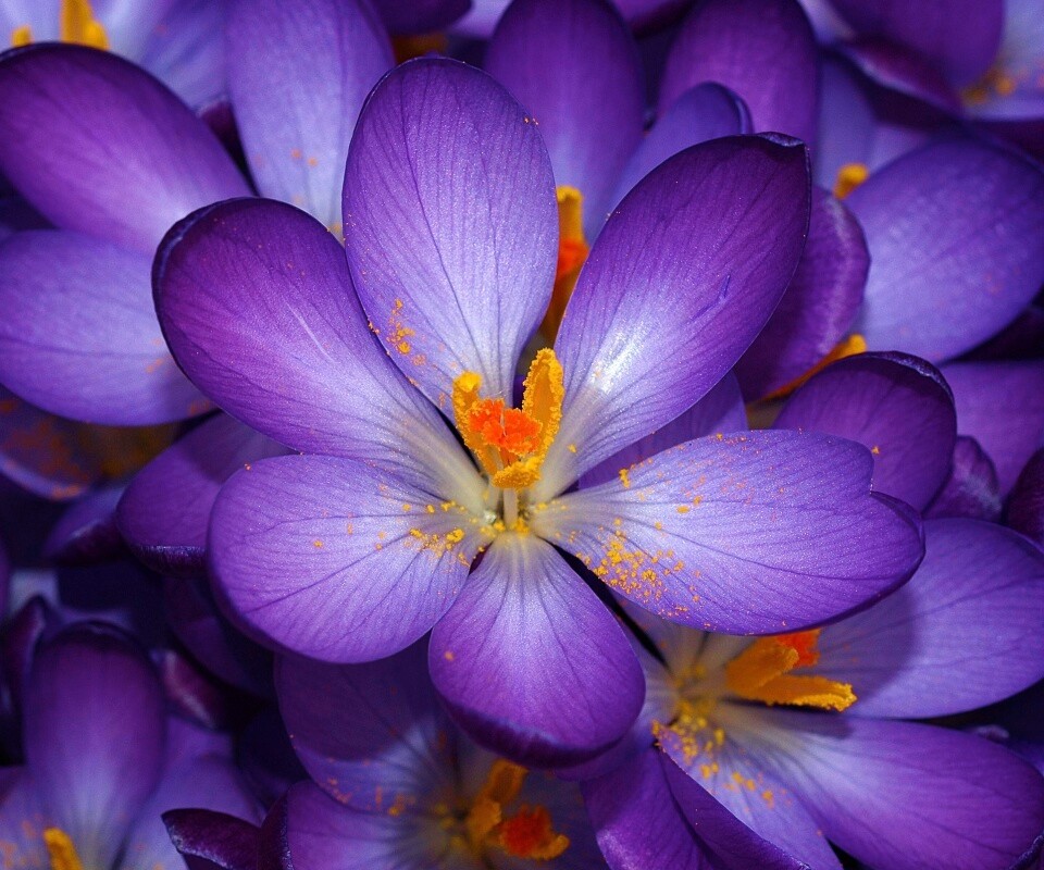 Сиреневый цветок обои