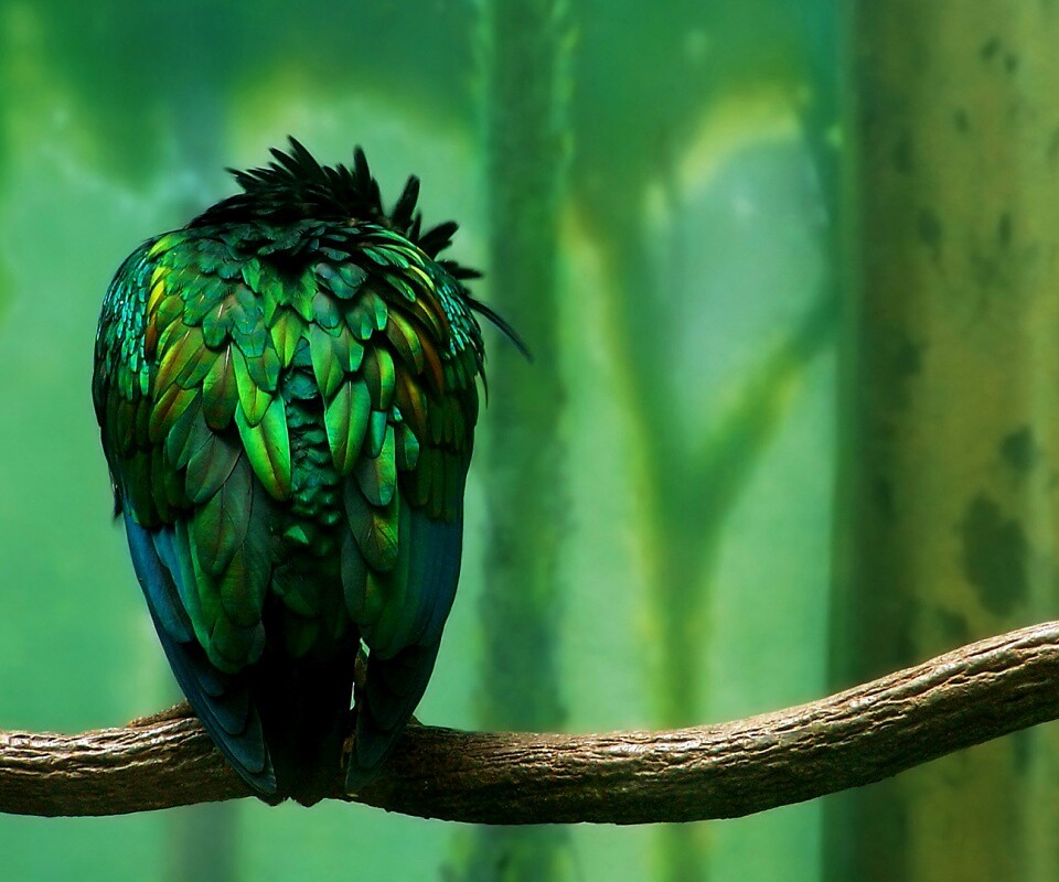 Птица спит на ветке обои