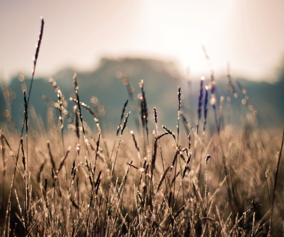 Поле пшеницы обои
