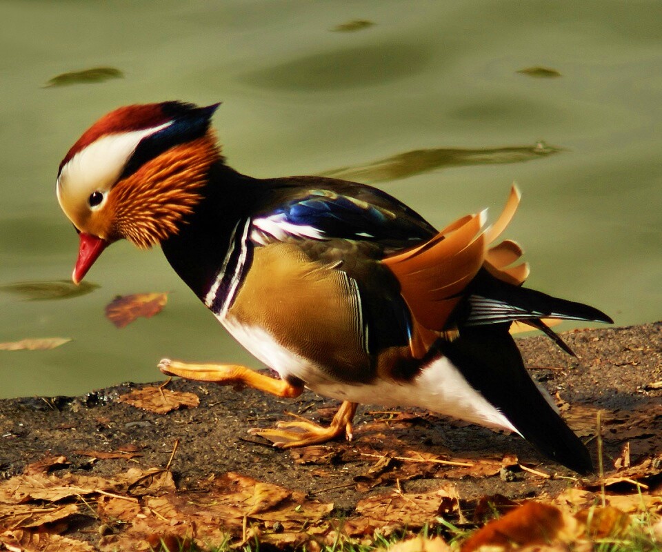 Уточка - мандаринка обои