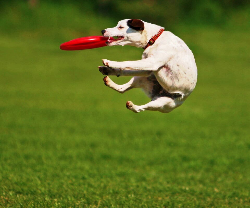 Ловкач обои