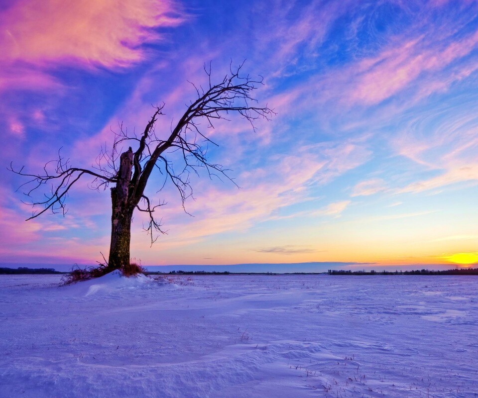 Сломанное дерево в снежной тундре обои