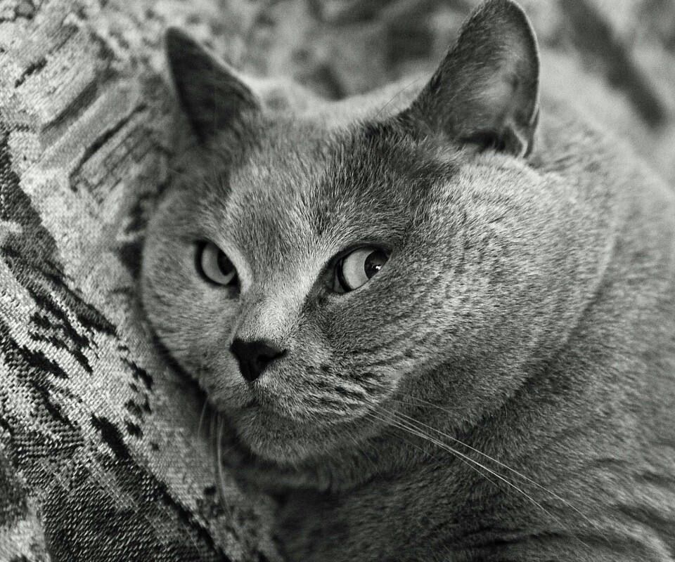 Щекастый британский котик обои