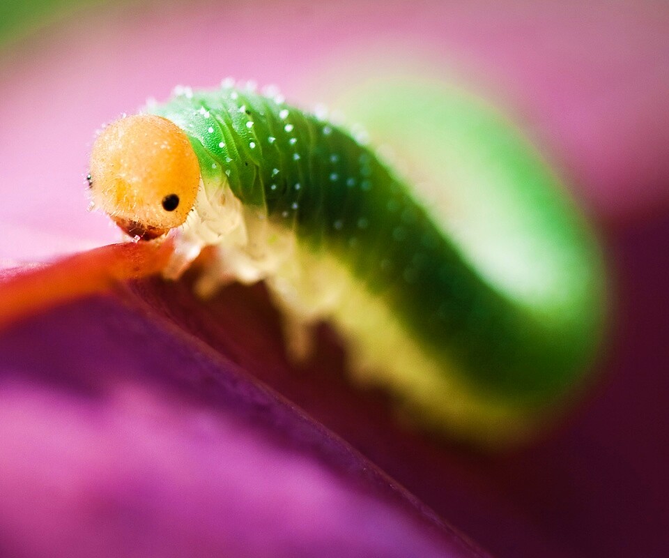 Гусеница бабочки на лепестке обои