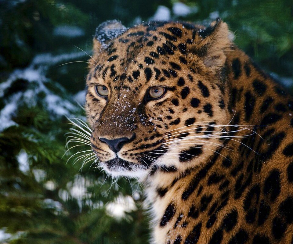 Леопард у заснеженной ели обои