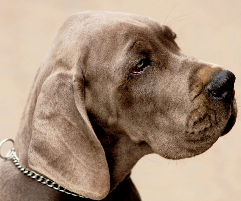 Грустная собака обои