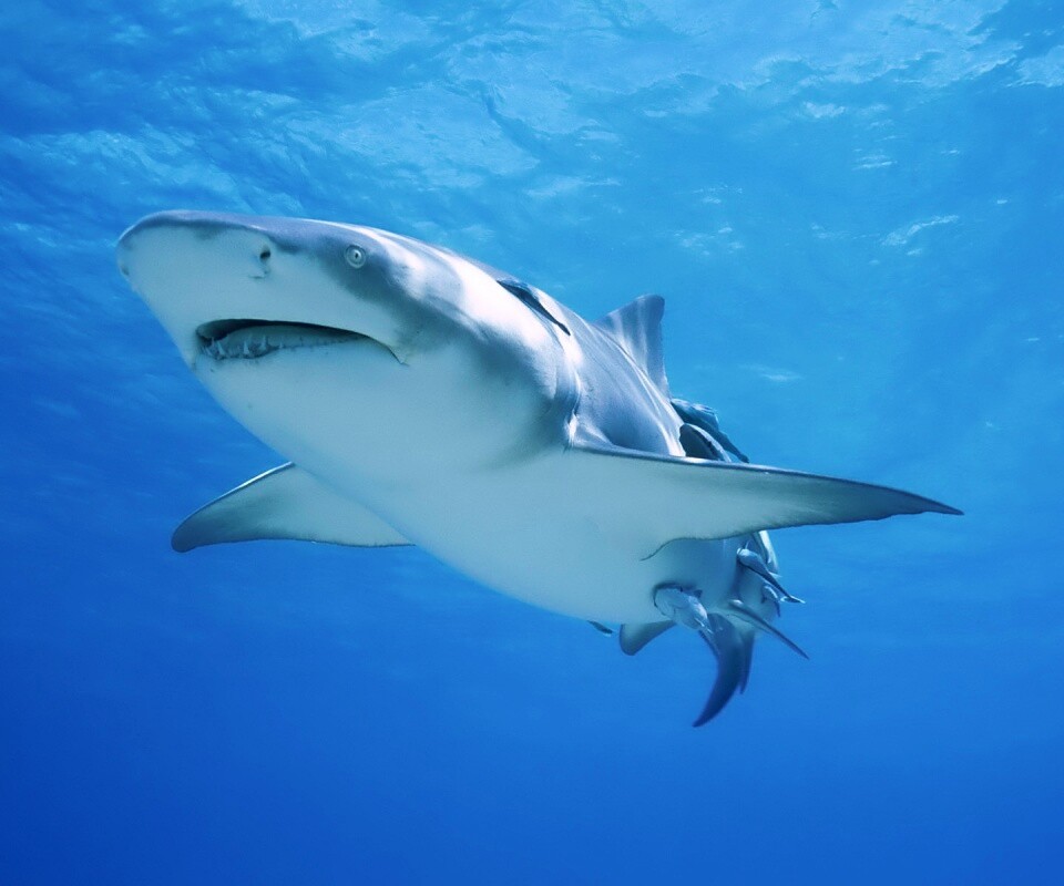 Красивая глубоководная акула обои