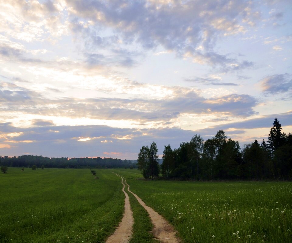 Дорога к лесу обои