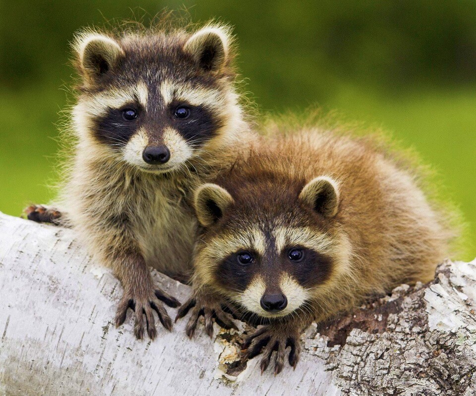 Полосатики обои