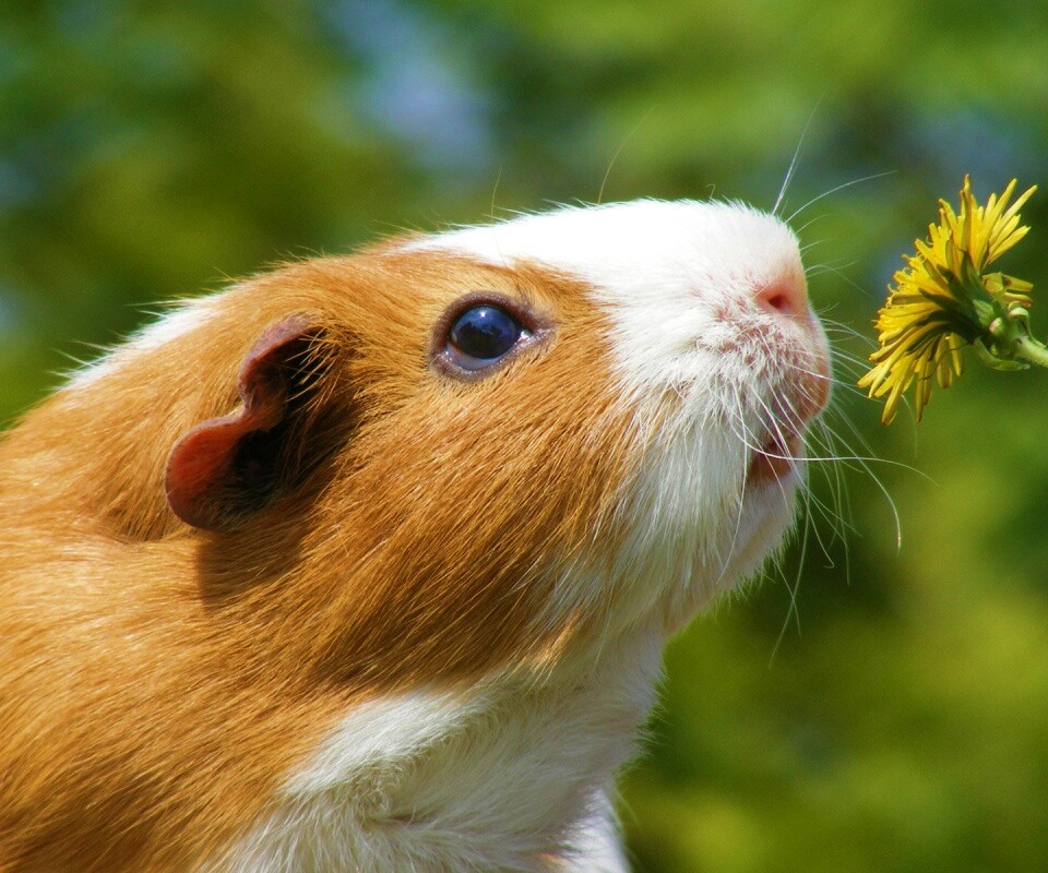 Морская свинка - романтик обои