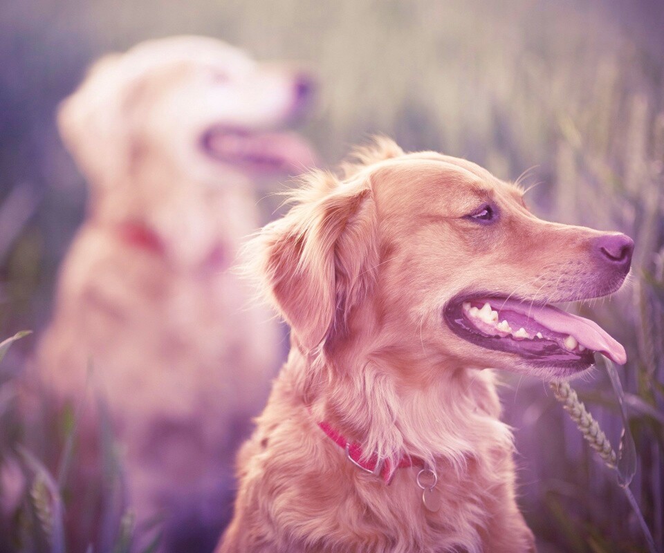 Собаки обои