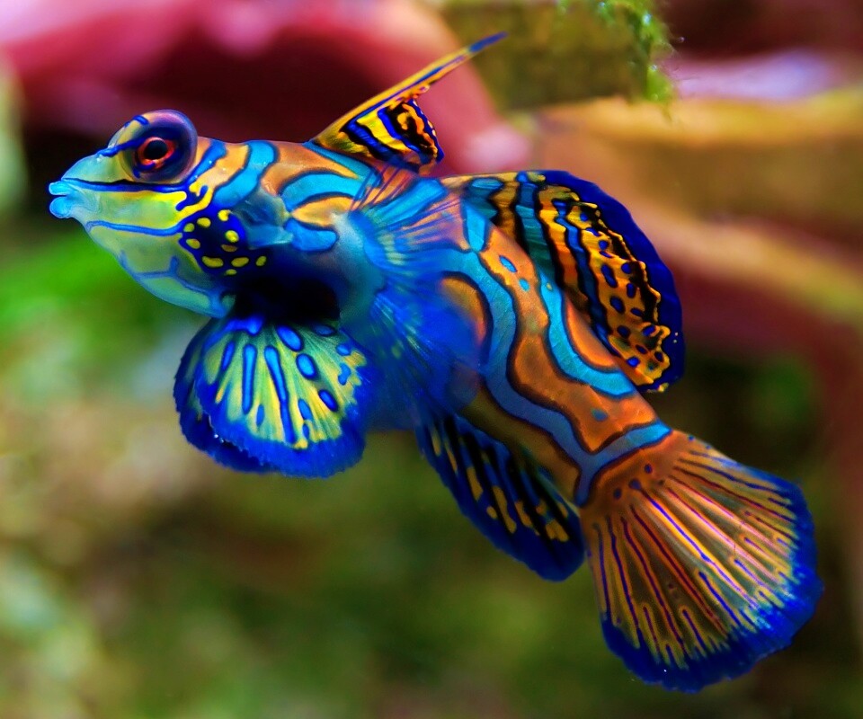 Разноцветная рыбка обои