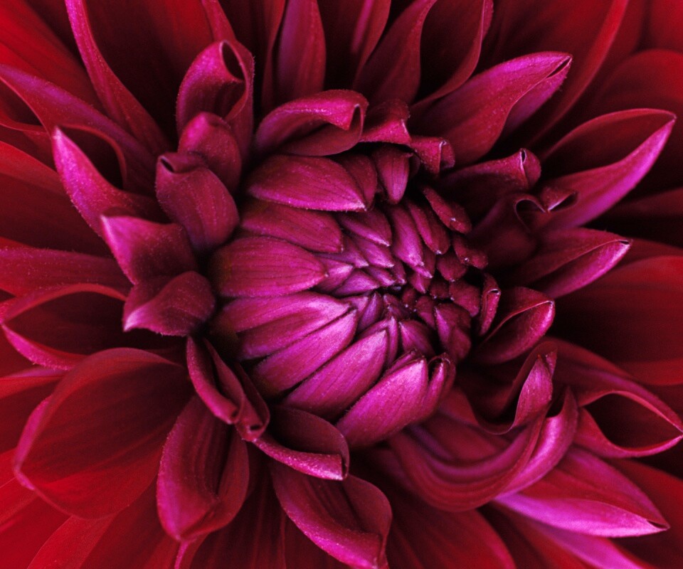 Цветок обои