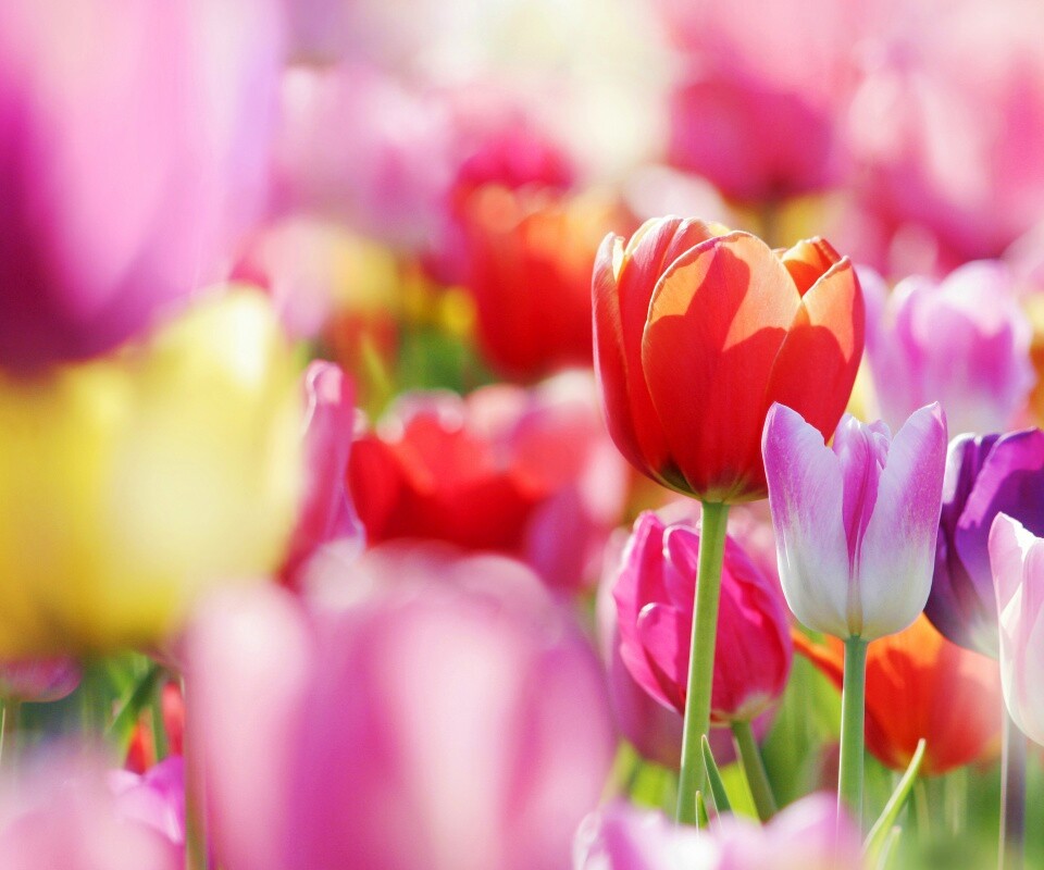 Красивые тюльпаны обои
