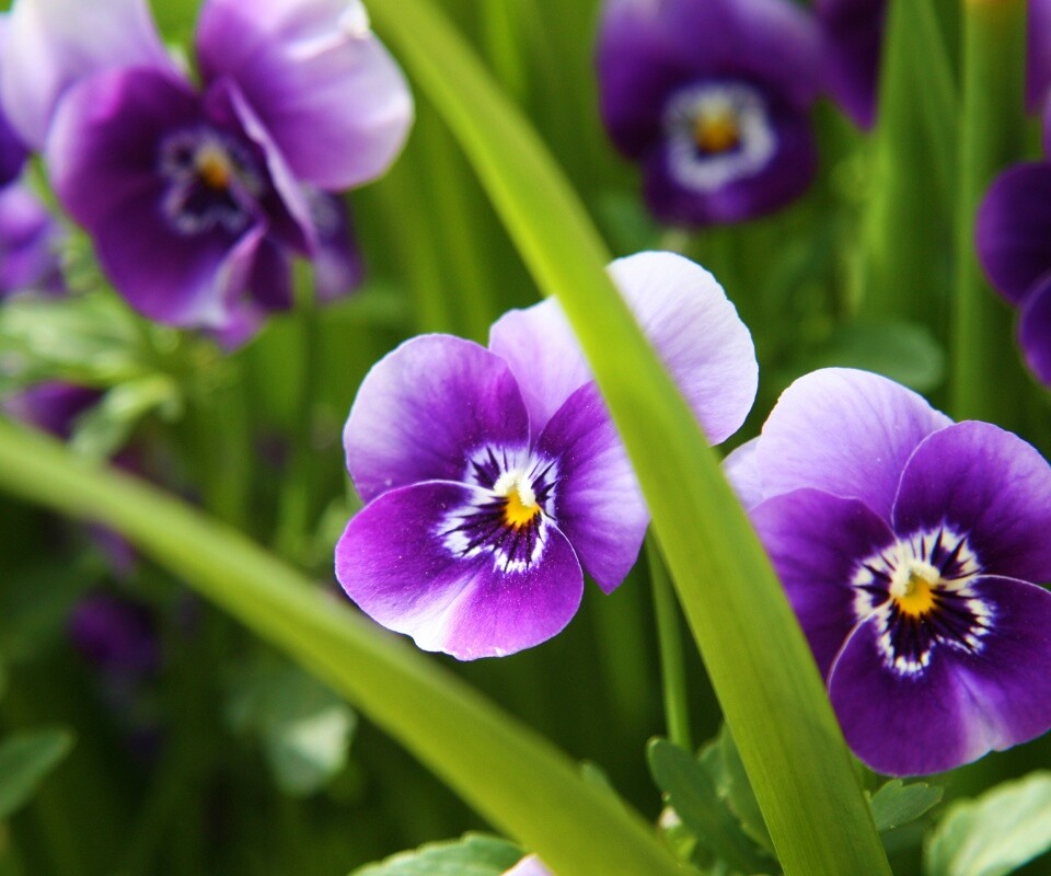 Анютины глазки обои