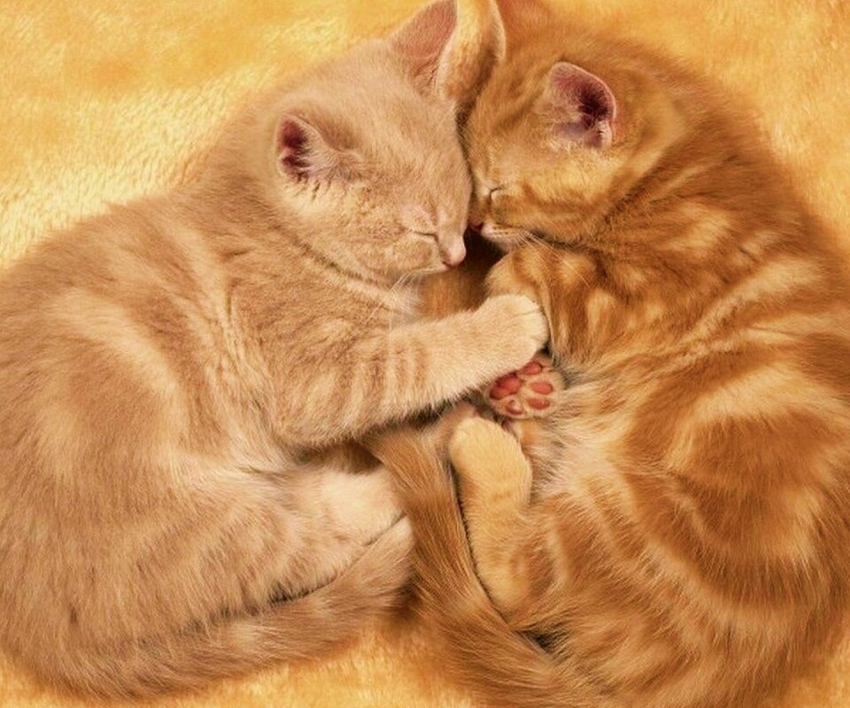Рыжие котята в обнимку обои