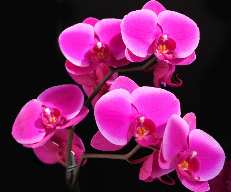 Орхидея обои