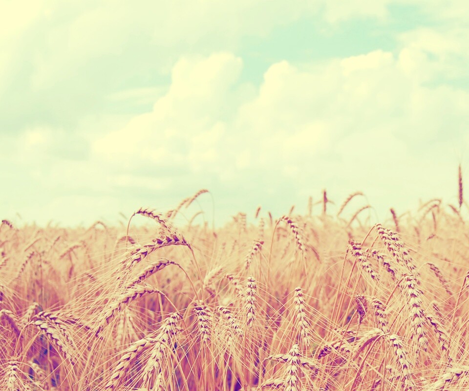 Поле колосьев обои