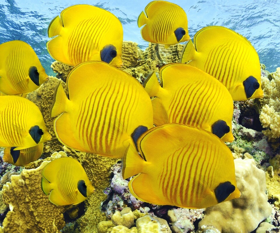 Желтые рыбки обои