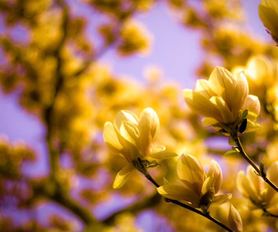 Желтые цветы распустились обои