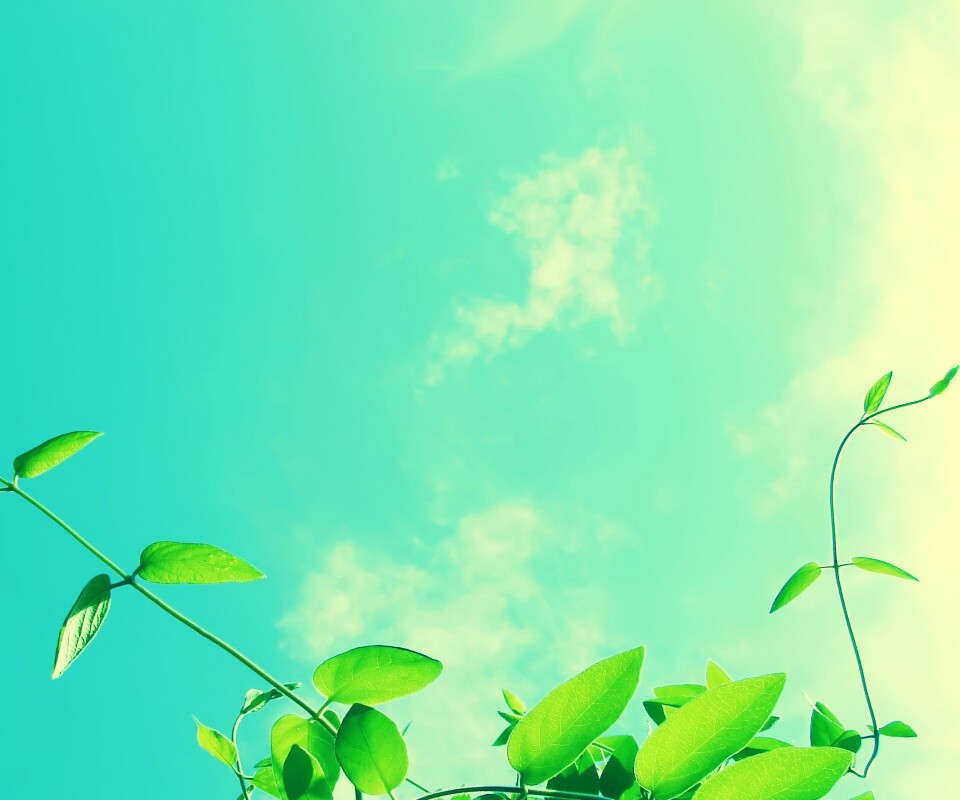 Зеленые ветви на фоне голубого неба обои