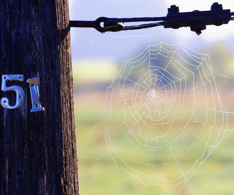 Паутина 51 обои