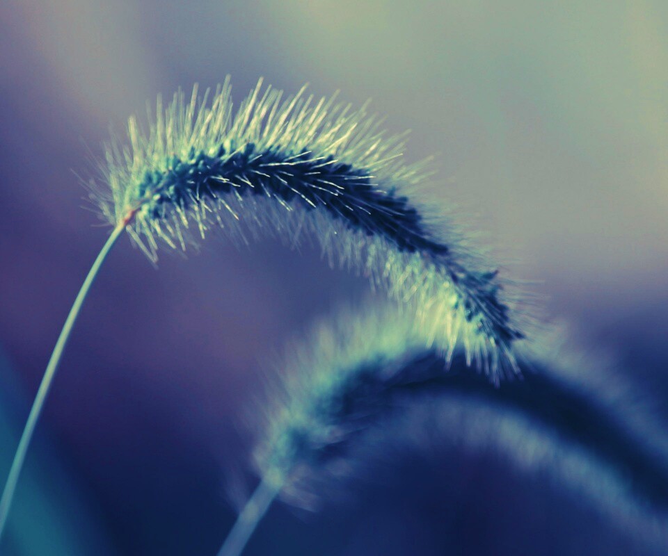 Травинка обои