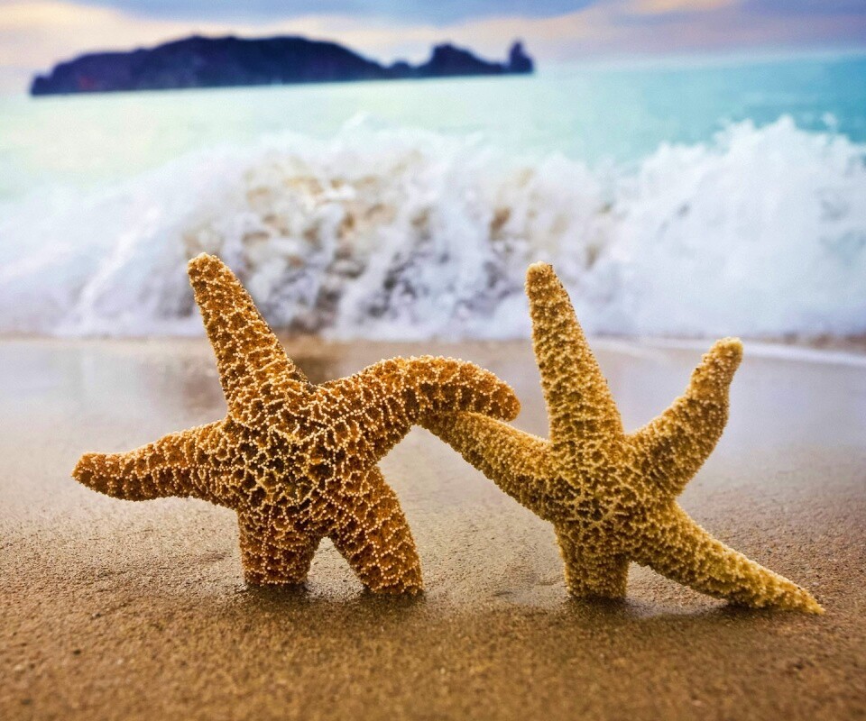 Две морские звезды обои