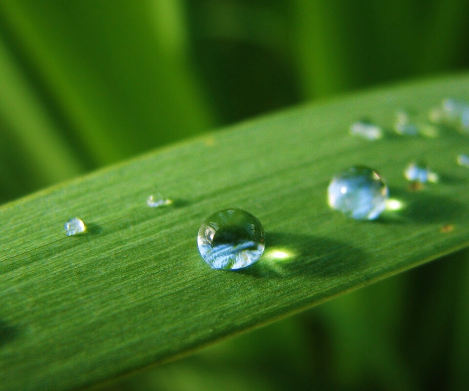 Капли росы на листе обои
