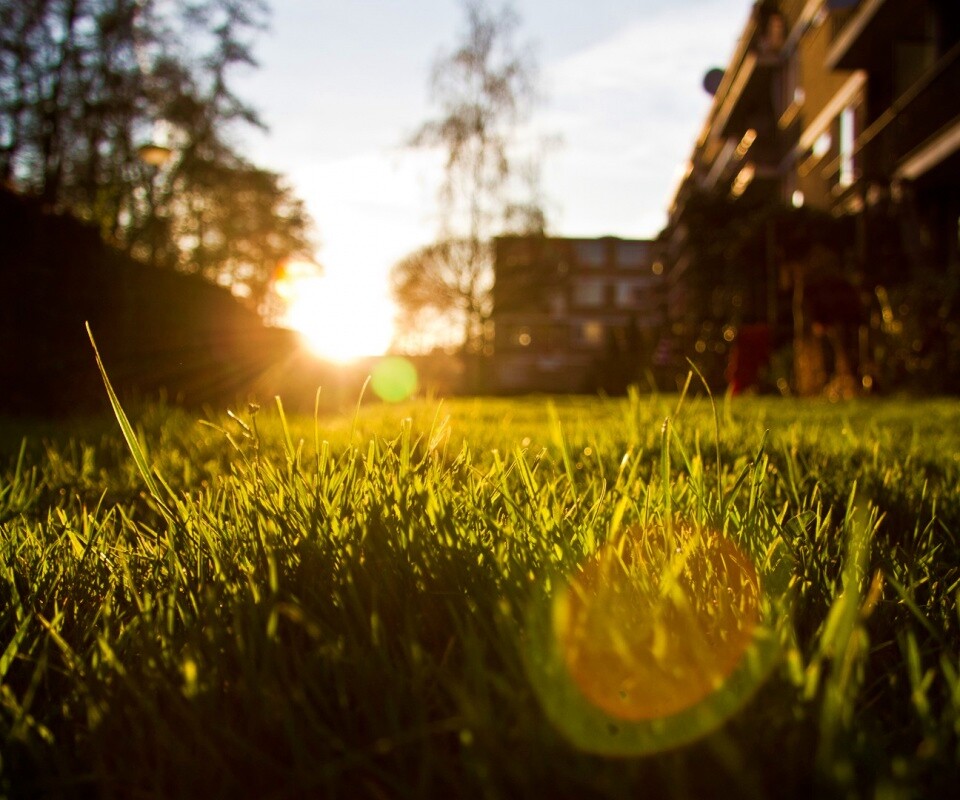 Трава во дворе обои