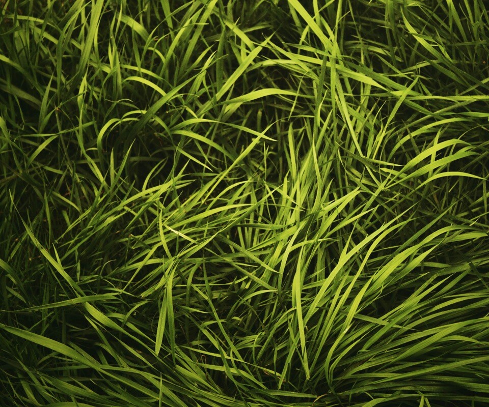 Блеклая трава обои