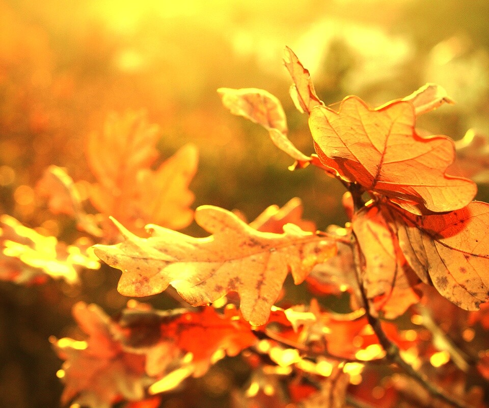 Дубовые листья обои