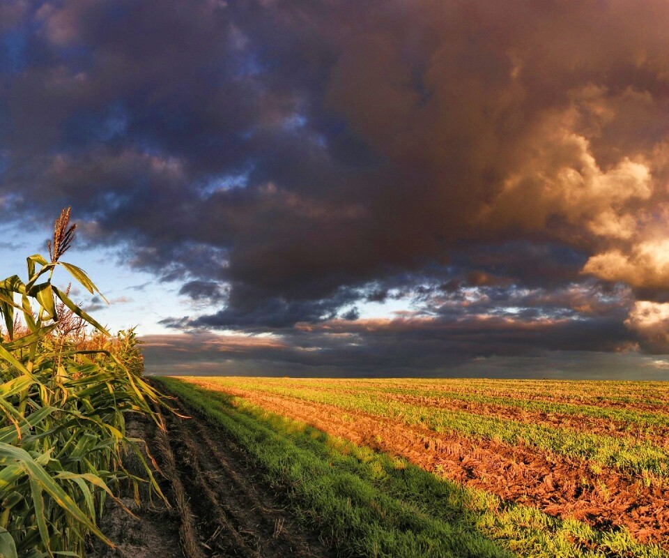 Кукурузное поле обои