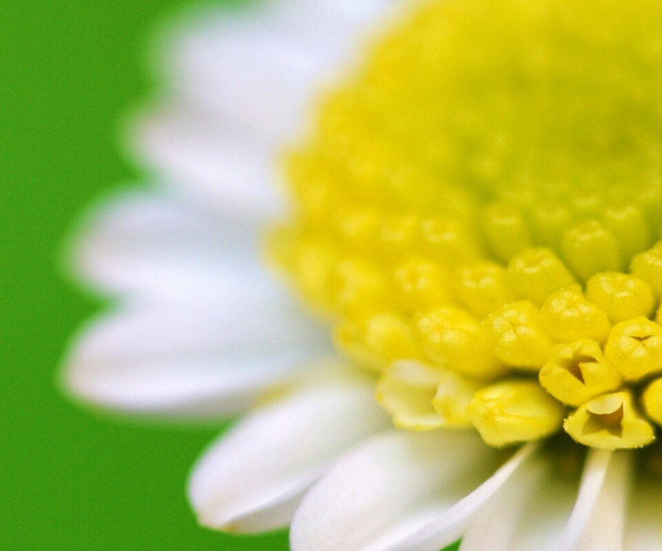 Хризантема обои