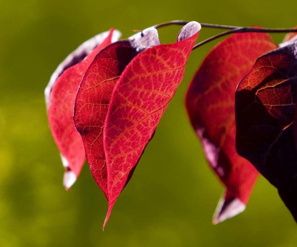 Ветка красных листьев обои