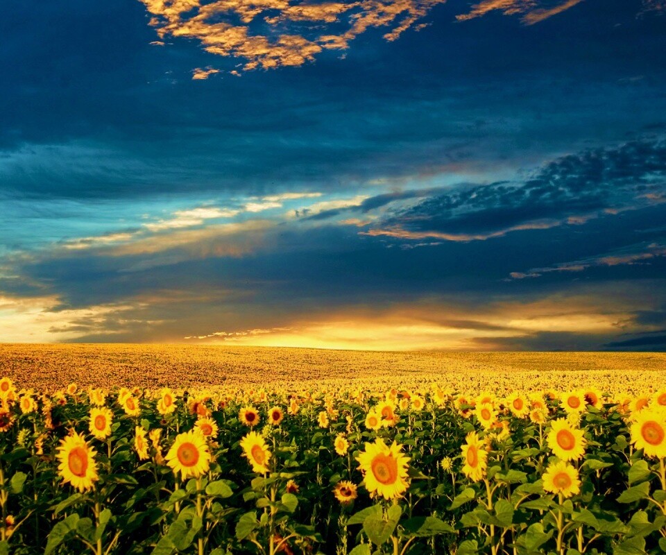 Целое поле подсолнухов обои