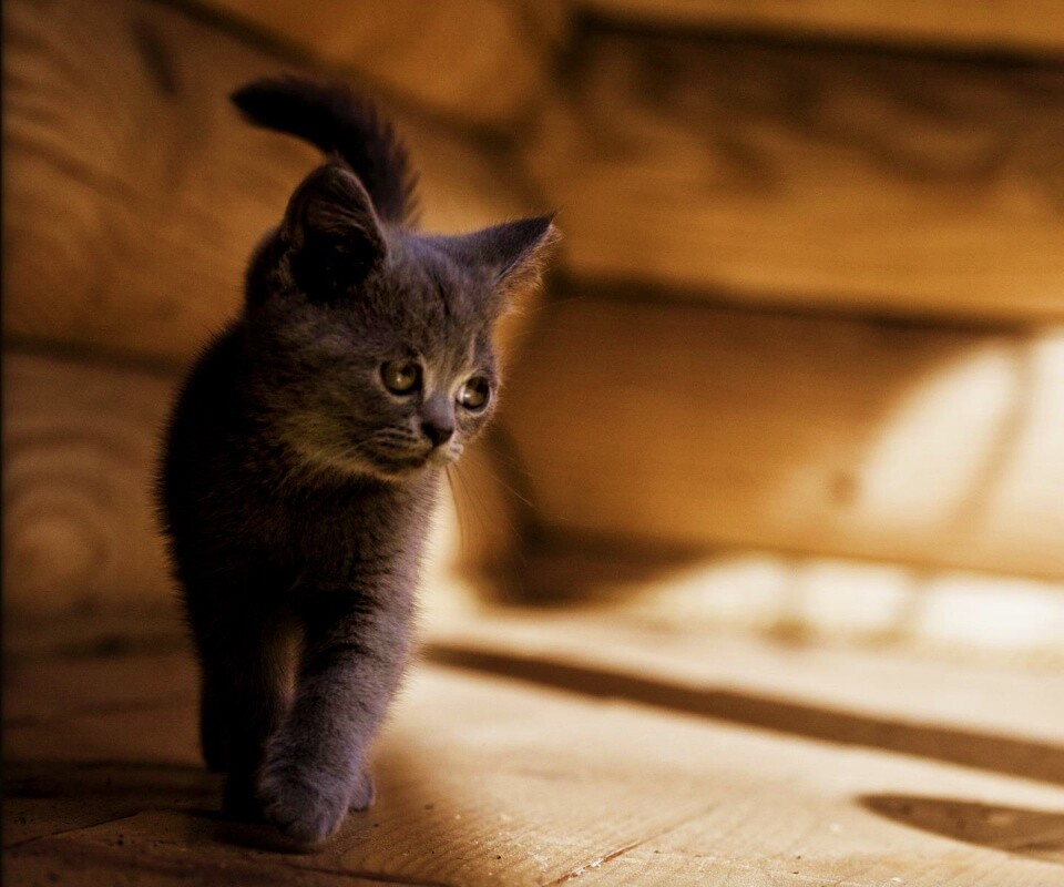 Маленький дымчатый котенок обои